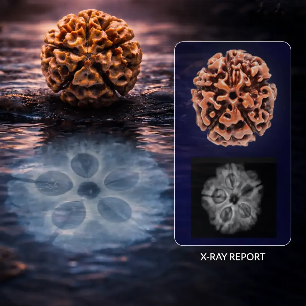 A natural 5 Mukhi Rudraksha with its X-ray image showing the five internal compartments (seeds) inside the bead