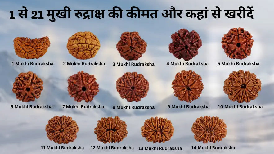 1 से 21 मुखी रुद्राक्ष की कीमत और कहां से खरीदें