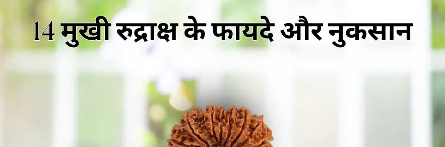 14 मुखी रुद्राक्ष के फायदे और नुकसान | 14 Mukhi Rudraksha Benefits in Hindi