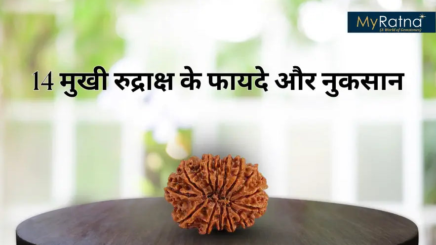 14 मुखी रुद्राक्ष के फायदे और नुकसान | 14 Mukhi Rudraksha Benefits in Hindi