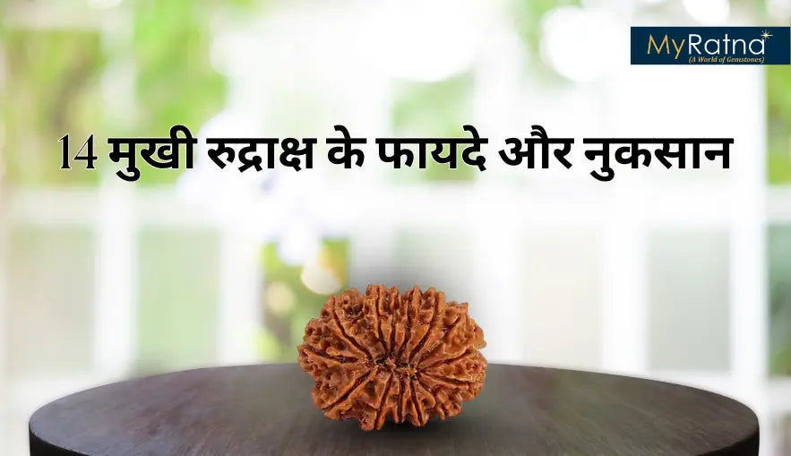 14 मुखी रुद्राक्ष के फायदे और नुकसान | 14 Mukhi Rudraksha Benefits in Hindi