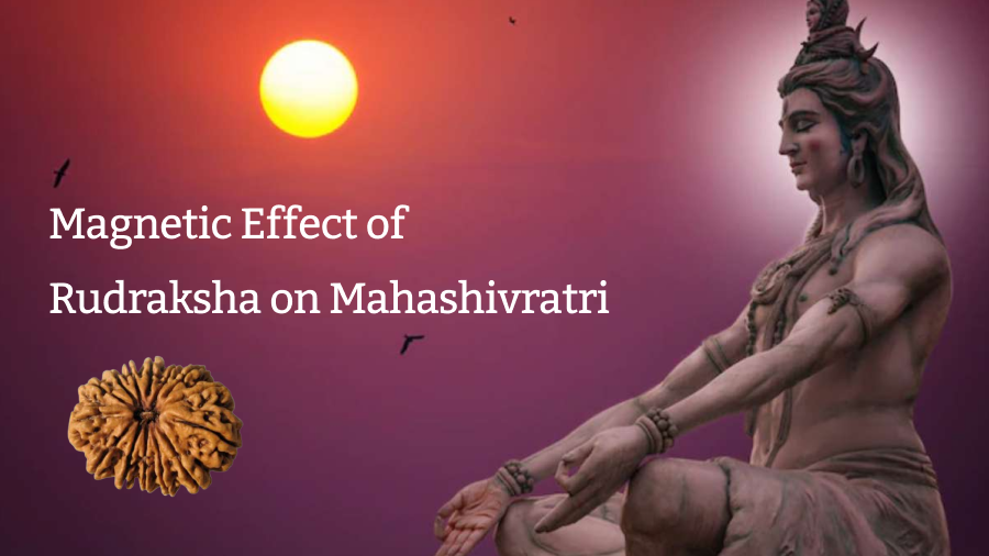 Magnetic Effect of Rudraksha on Mahashivratri 2019