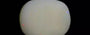 Australian Opal -10.12 Carat Prime Quality OPL-11362