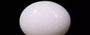 Australian Opal - 3.45 Carat Limited Quality OPL-11247