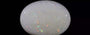 Australian Opal - 5.04 Carat Limited Quality OPL-11482