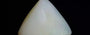 Australian Opal - 6.38 Carat Prime Quality OPL-11401