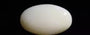 Australian Opal - 9.78 Carat Prime Quality OPL-11356