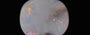 Australian Opal - OPL-11170  Fine-Quality 10.64-Carat