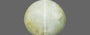 Ceylon Cat's Eye - 2.66 Carat Prime Quality CE-10658