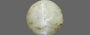 Ceylon Cat's Eye - 4.10 Carat Prime Quality CE-10650