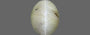 Ceylon Cat's Eye - 2.67 Carat Prime Quality CE-10642