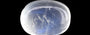 Ceylon Moonstone - 10.46 Carat Limited Quality MS-19099