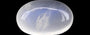Ceylon Moonstone - 4.50 Carat Limited Quality MS-19133