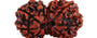 Gauri Shankar Nepali Rudraksha