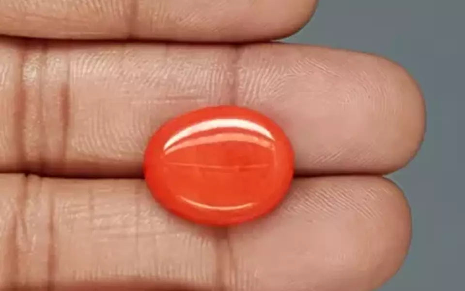Red Coral - 13.66 Carat (15.09 Ratti - Moonga)