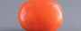 Italian Red Coral - 17.49 Carat Limited Quality CC-5942