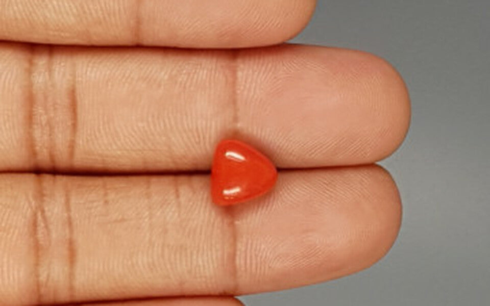 Red Coral - 3.07 Carat (3.39 Ratti - Moonga)