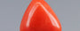 Italian Red Coral - 3.1 Carat Limited Quality TC-5255