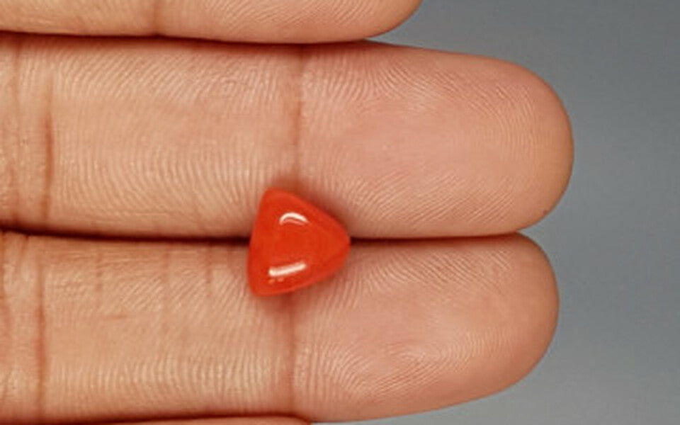 Italian Red Coral - 3.19 Carat Limited Quality TC-5280
