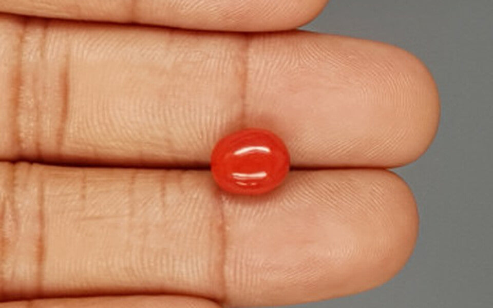 Red Coral - 3.28 Carat (3.62 Ratti - Moonga)