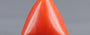 Italian Red Coral - 3.36 Carat Prime Quality TC 5241