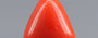 Red Coral - 3.37 Carat (3.72 Ratti - Moonga)
