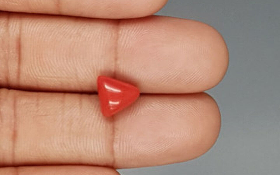 Red Coral - 3.41 Carat (3.77 Ratti - Moonga)