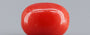 Red Coral - 3.71 Carat (4.10 Ratti - Moonga)
