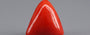 Italian Red Coral - 5.66 Carat Rare Quality TC-5370