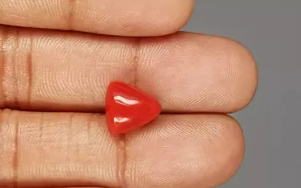 Red Coral - 6.04 Carat (6.67 Ratti - Moonga)