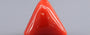 Italian Red Coral - 7.75 Carat Prime Quality TC-5455