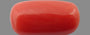 Red Coral - 7.90 Carat (8.73 Ratti - Moonga)