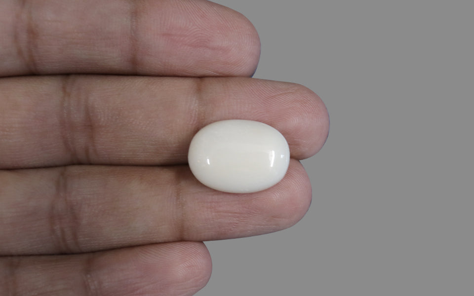 Italian White Coral - 12.06 Carat Prime Quality WC-7579