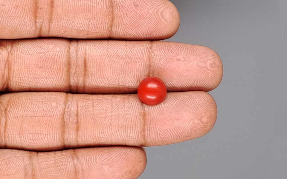 Red Coral - 3.08 Carat (3.40 Ratti - Moonga)
