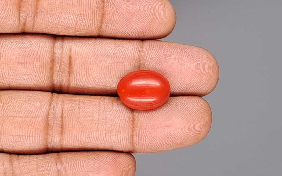 Red Coral - 7.53 Carat (8.32 Ratti - Moonga)