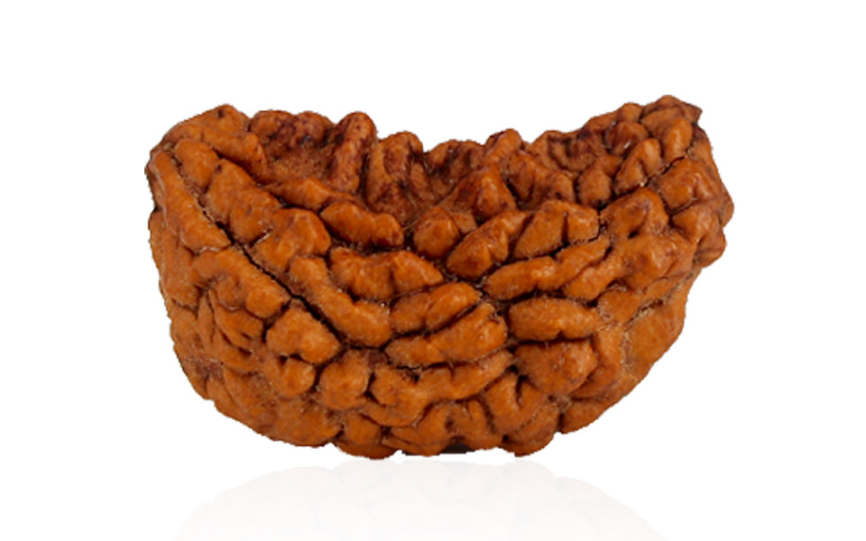 1 Mukhi  Rudraksha