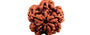 Natural 1 Mukhi Rudraksha (Nepali)