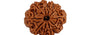 Natural 10 Mukhi Nepali Rudraksha
