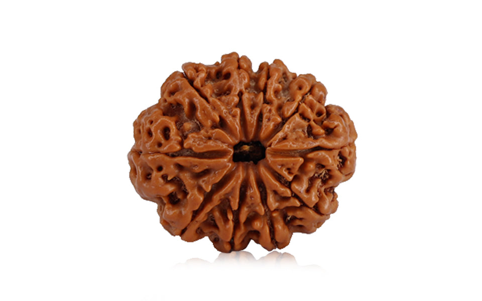 10-mukhi-rudraksha