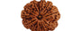 Natural 11 Mukhi Nepali Rudraksha