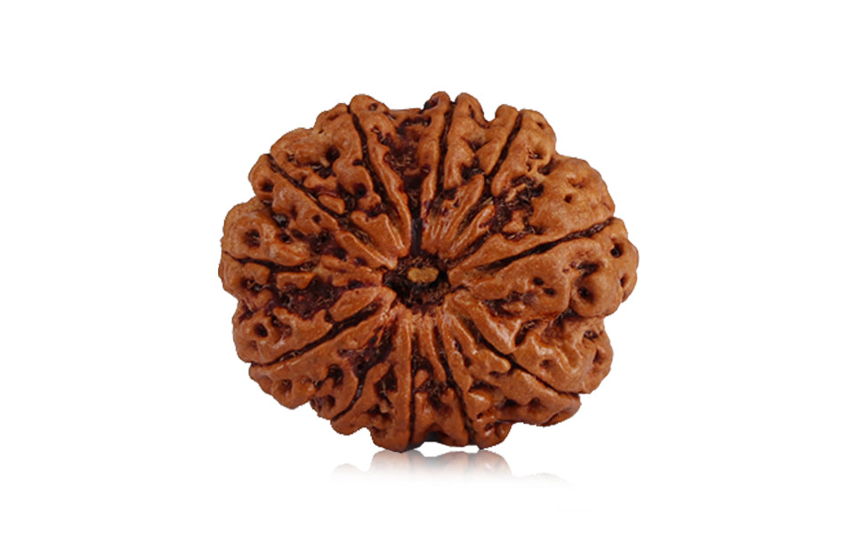 11-mukhi-rudraksha