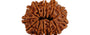 Natural 12 Mukhi Nepali Rudraksha