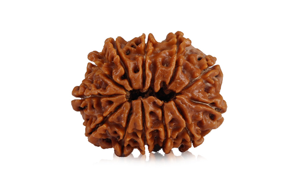 12-mukhi-rudraksha