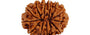 Natural 13 Mukhi Nepali Rudraksha