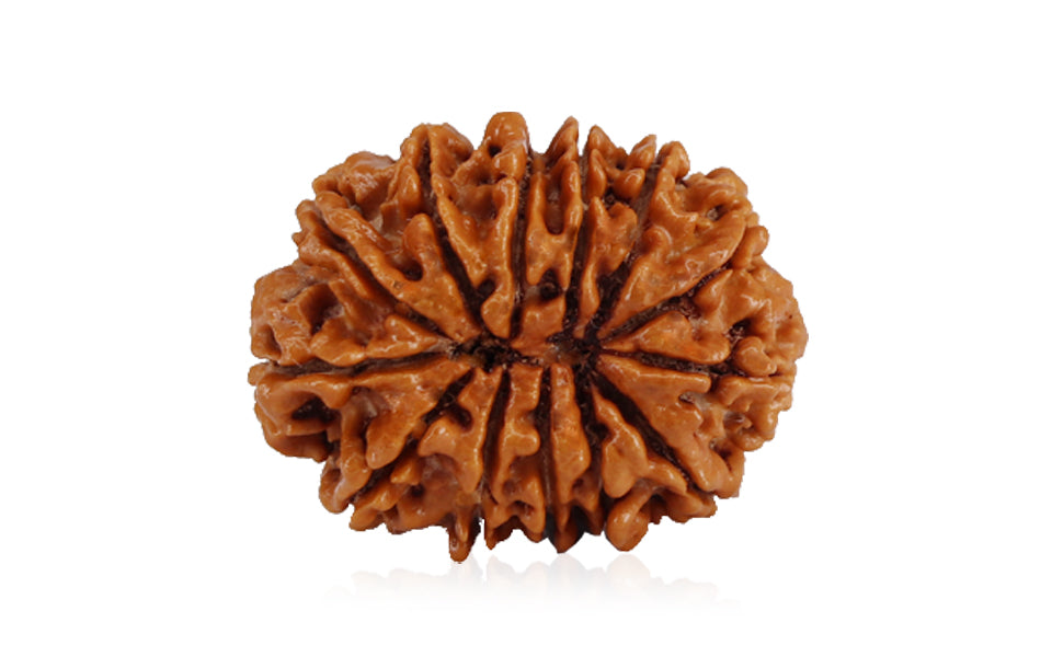 13-mukhi-rudraksha