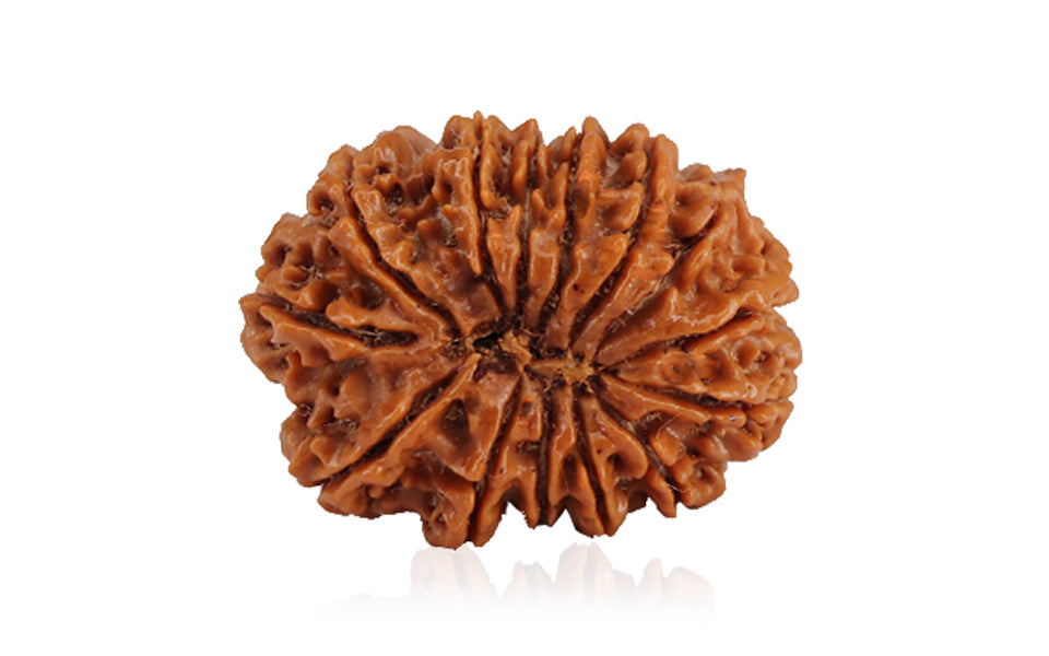 14-mukhi-rudraksha
