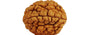 Natural 2 Mukhi Rudraksha