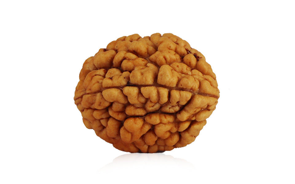 2 Mukhi Rudraksha