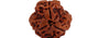Natural 3 Mukhi Nepali Rudraksha