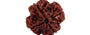 Natural 4 Mukhi Nepali Rudraksha